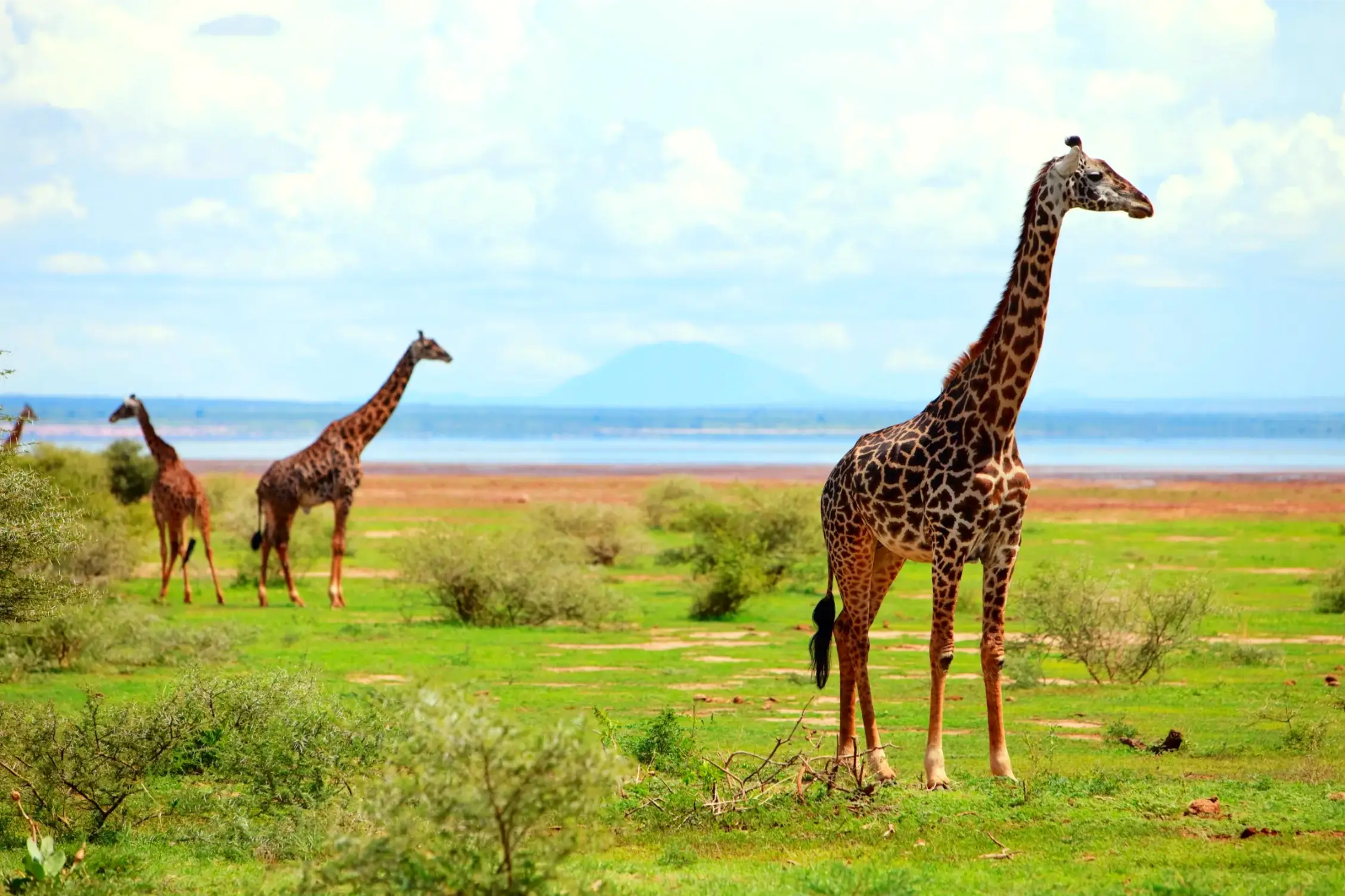 the giraffes in lake manyara national park tanzania