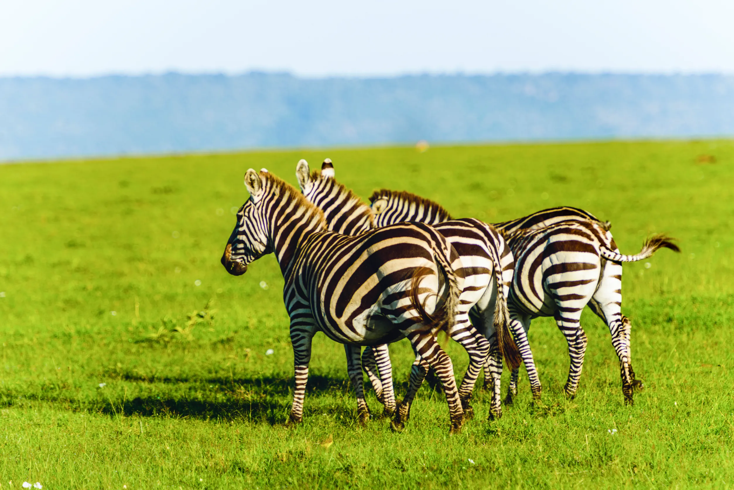 zebra on grassland in africa national park of kenya